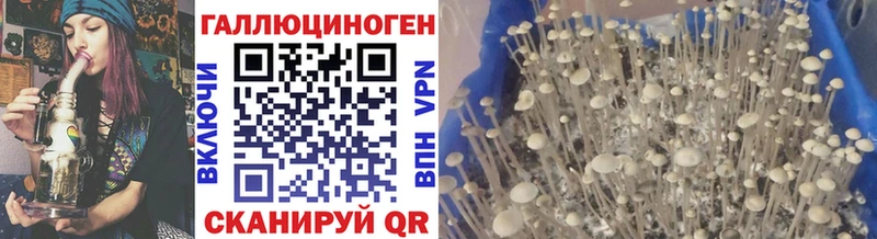 Купить где  Катав-Ивановск  Галлюциногенные грибы Psilocybe 